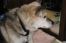 愛犬、高林リバー