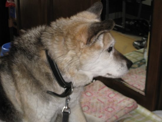 愛犬、高林リバー