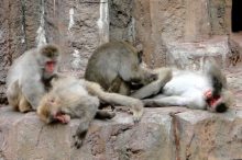 猿、サル