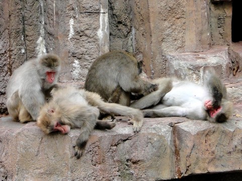 猿、サル