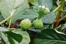 NONI ノニ