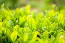 日本茶-茶畑