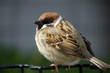 スズメ、雀