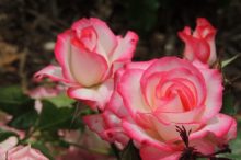 バラ、薔薇