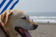 犬-ラブラドルレトリバーLabrador-Retriever