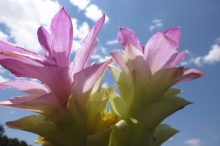 ウコンの花